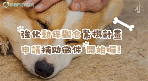 狗走失會去哪|動物保護資訊網